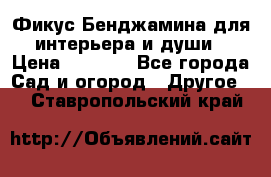 Фикус Бенджамина для интерьера и души › Цена ­ 2 900 - Все города Сад и огород » Другое   . Ставропольский край